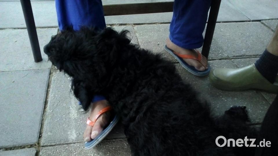 Tag des Hundes Maria Buchner