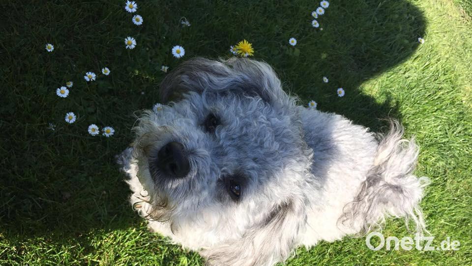 Tag des Hundes Marina Horn