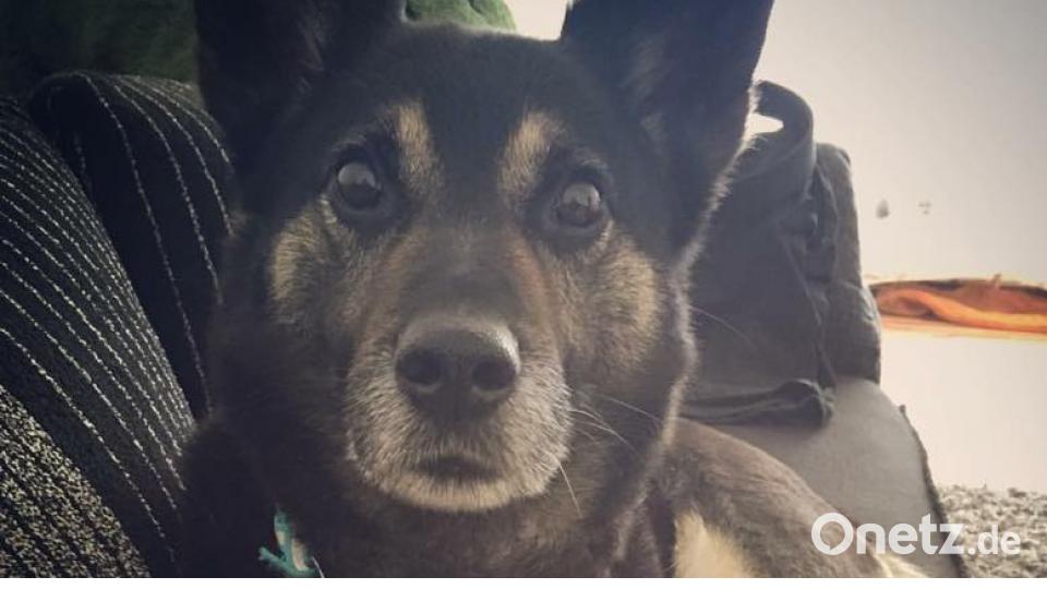 Tag des Hundes Patrick Weiß