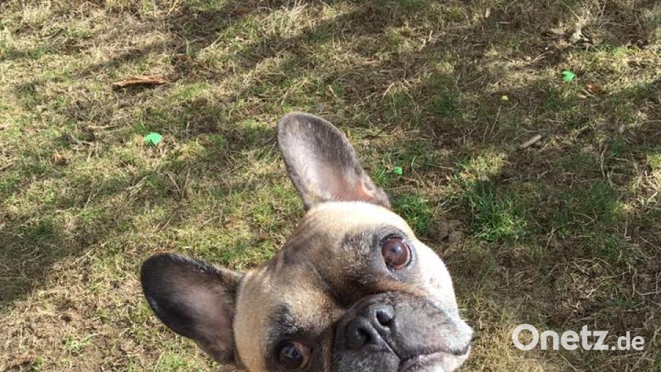 Tag des Hundes Daniela Feurer