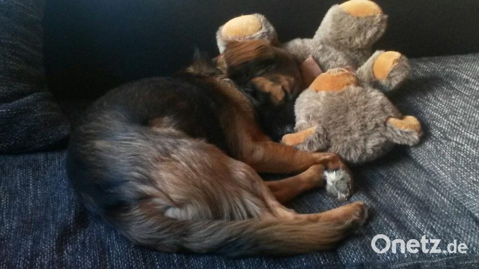 Tag des Hundes Andreas ShadowGuard Rothmeier