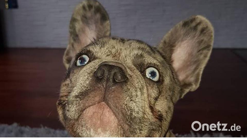 Tag des Hundes Daniel Mrowka