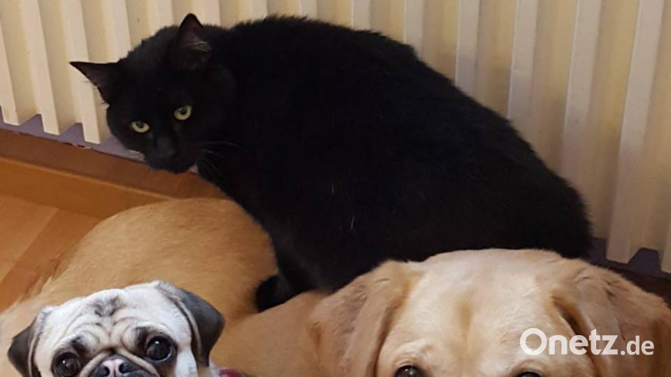 Tag des Hundes Silke Stoppenbach-Kuchenbrod