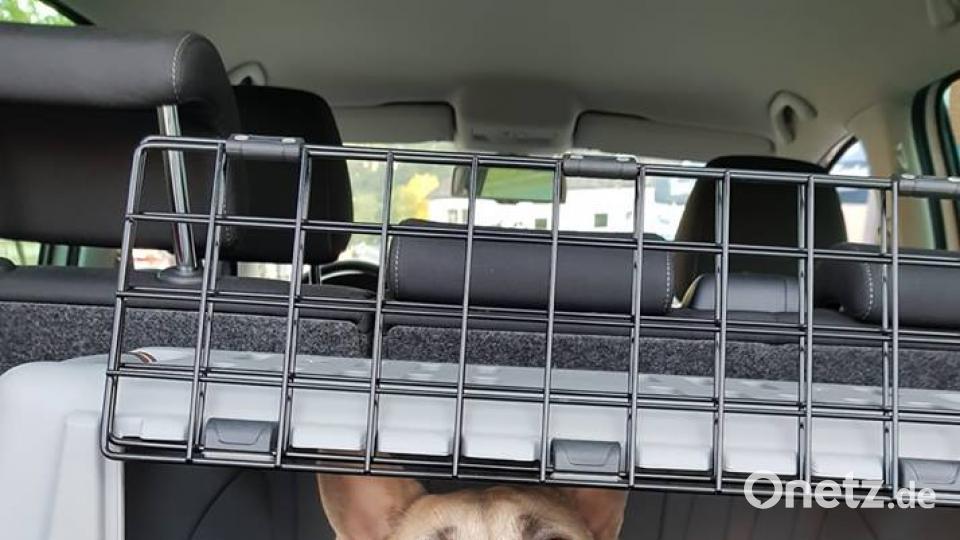 Tag des Hundes Marco Subotić