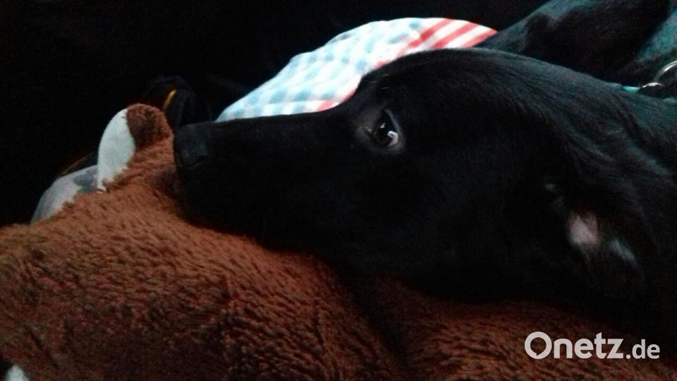 Tag des Hundes Sabine Zuber