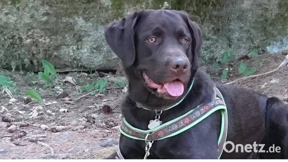 Tag des Hundes Sandra Wru.