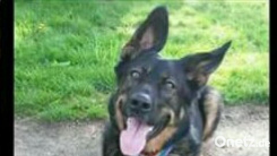 Tag des Hundes Peter Kreuzer