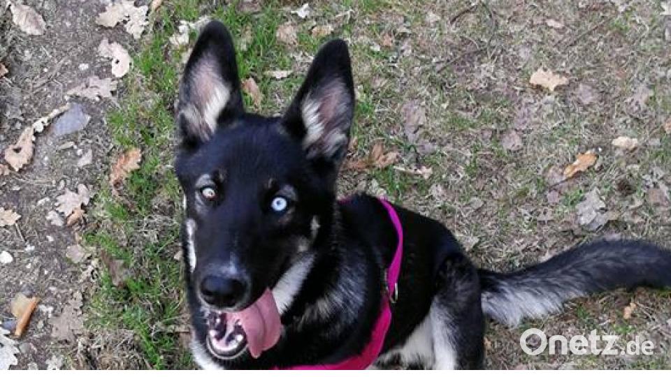 Tag des Hundes Nebe Janina