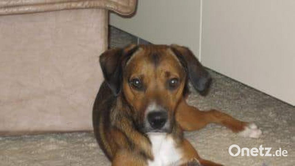 Tag des Hundes Jutta Reiter