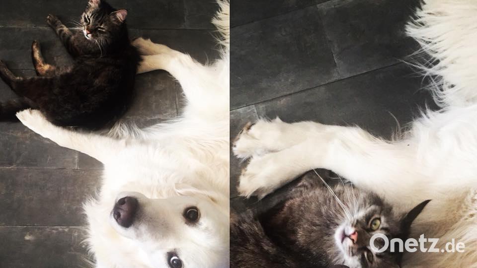 Tag des Hundes Frl M VanTastique