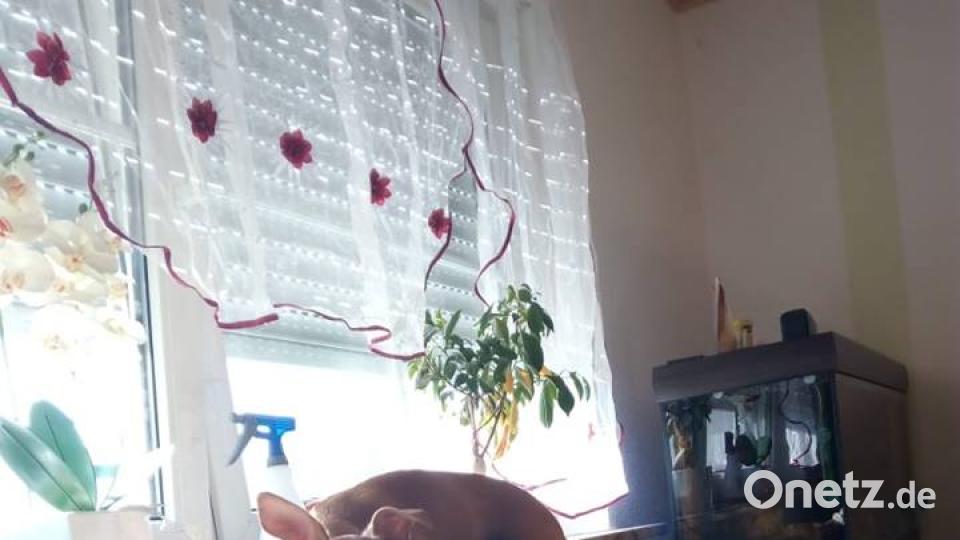 Tag des Hundes Kar Ina