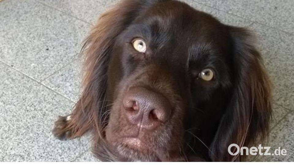 Tag des Hundes Barbara Geier