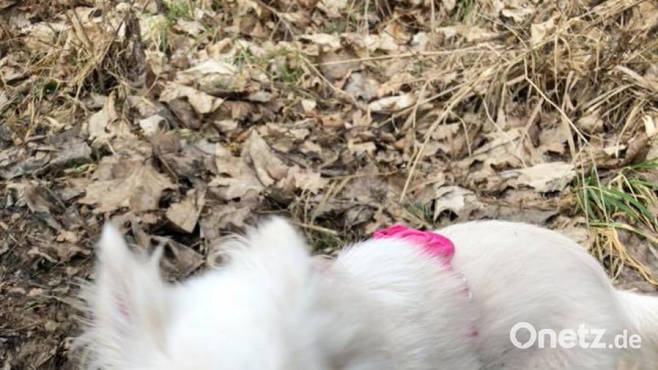 Tag des Hundes Martin Anders