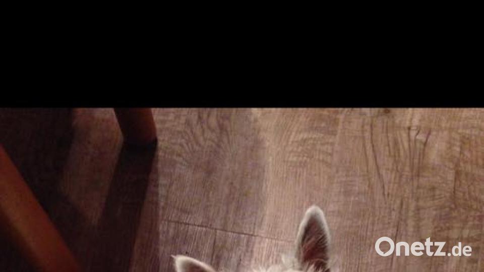 Tag des Hundes Marion Grünes