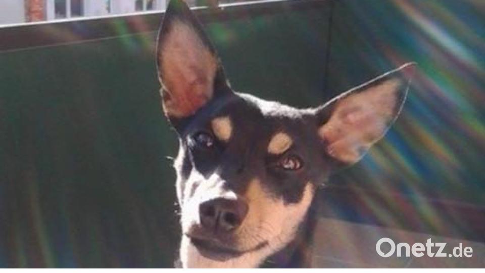 Tag des Hundes An Dy