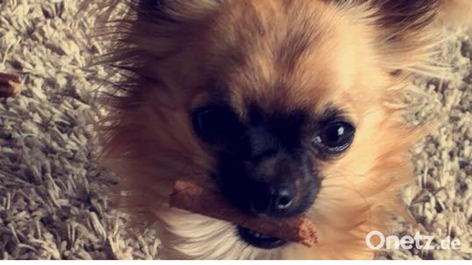 Tag des Hundes Michelle Kircher