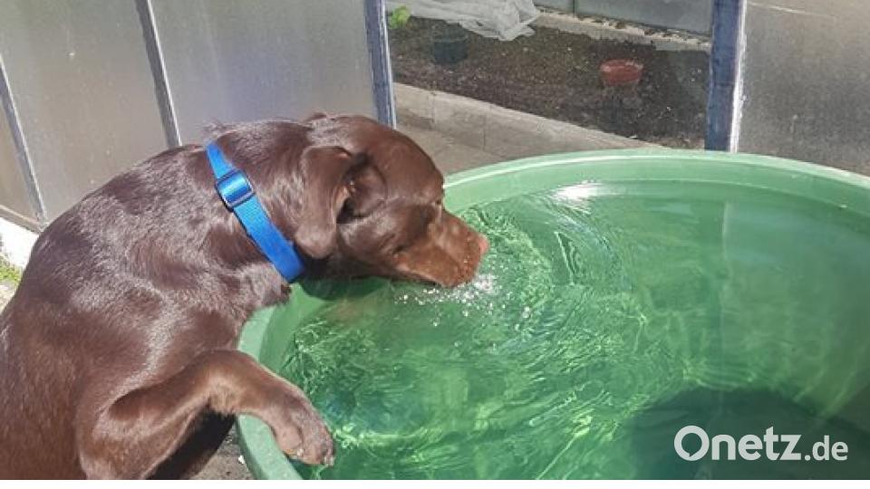 Tag des Hundes Rauch Tanja