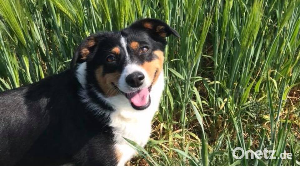 Tag des Hundes Alex Bergmann