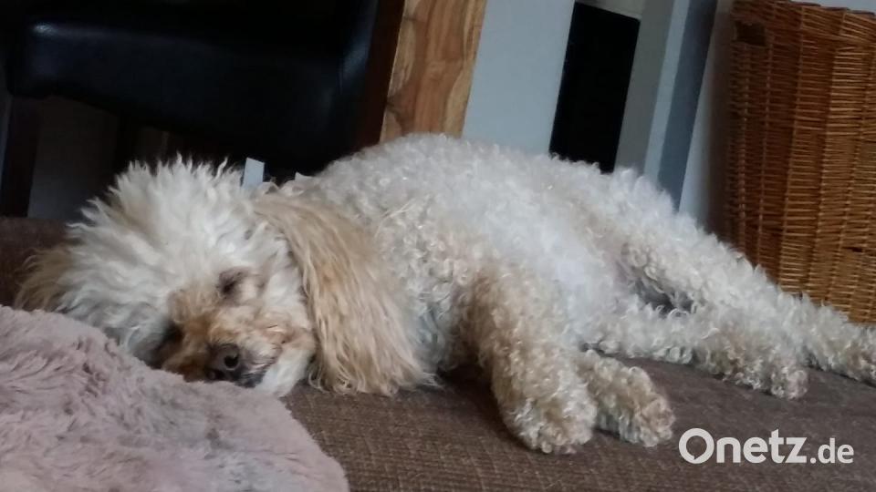 Tag des Hundes Andrea Bauera