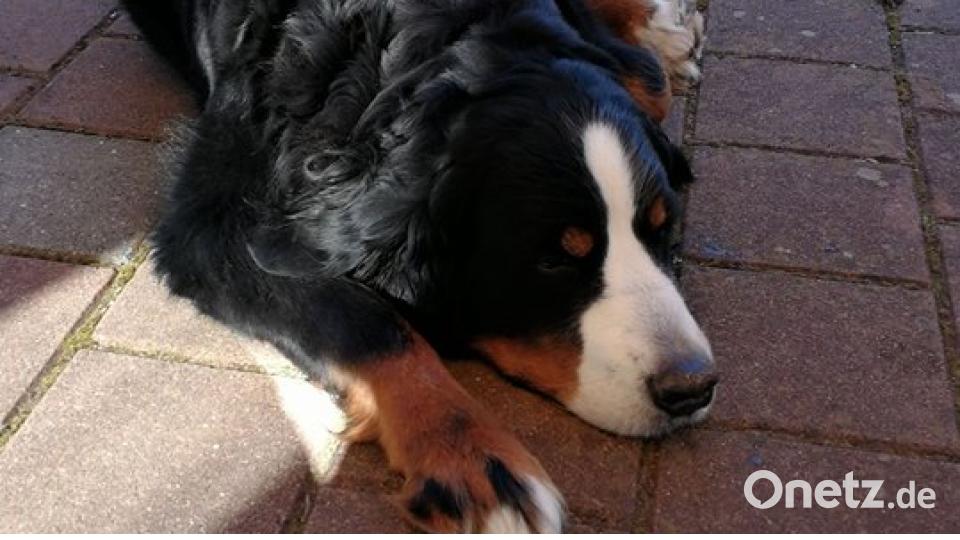 Tag des Hundes Jule Erras