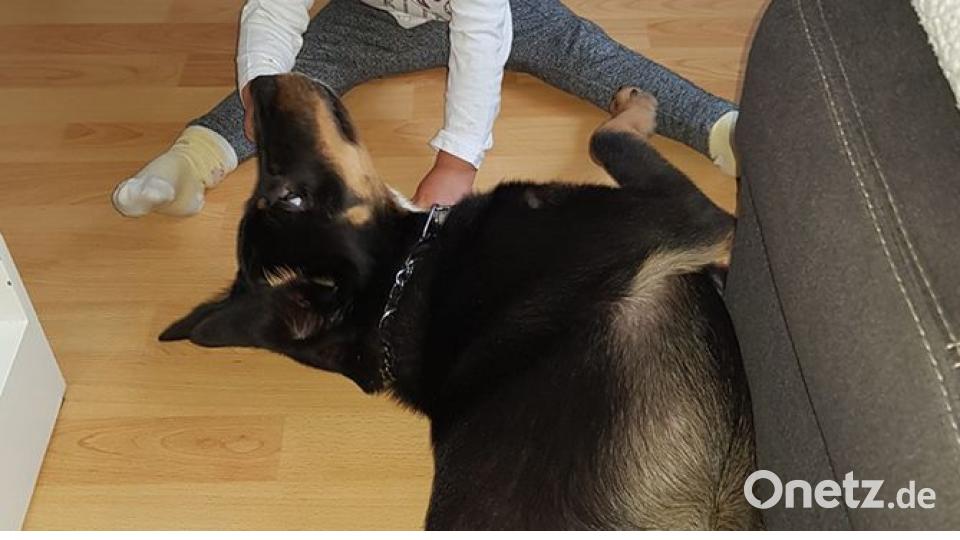 Tag des Hundes Angelina Hofacker