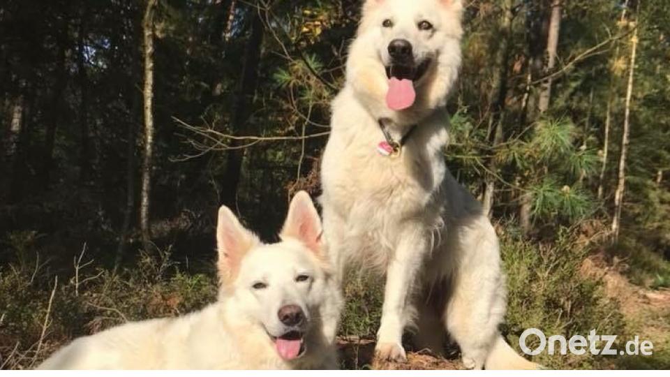 Tag des Hundes Nadia Tamke