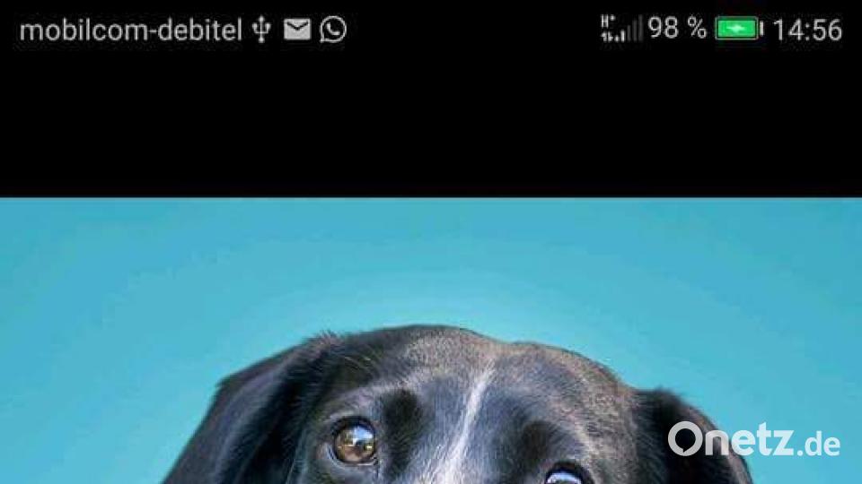 Tag des Hundes Rosa Flattermann