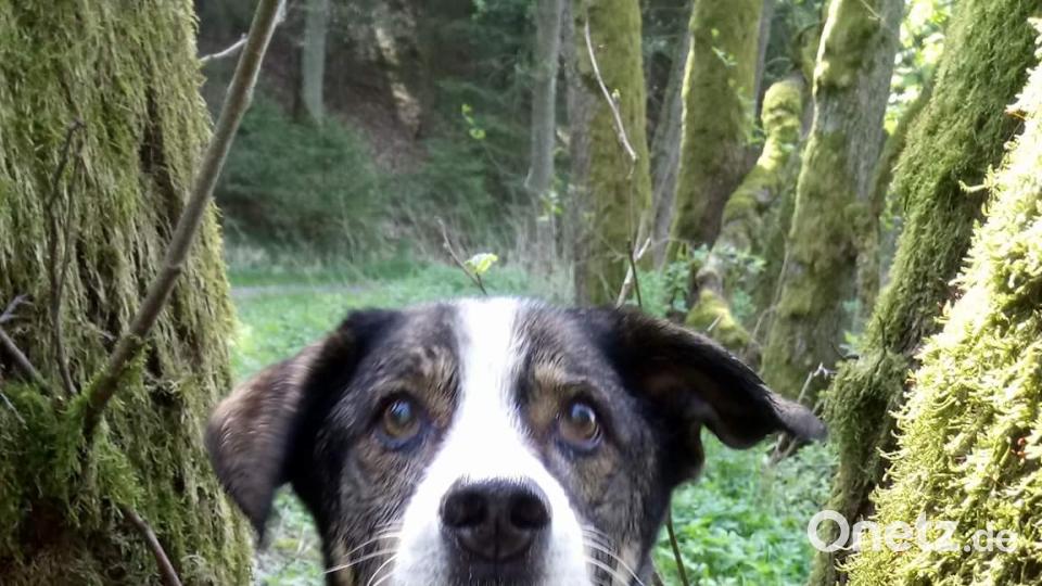 Tag des Hundes C Besler