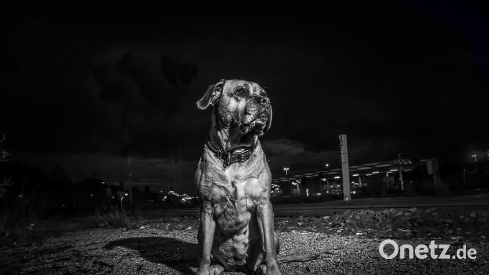 Tag des Hundes Matthias Mathew Weiss