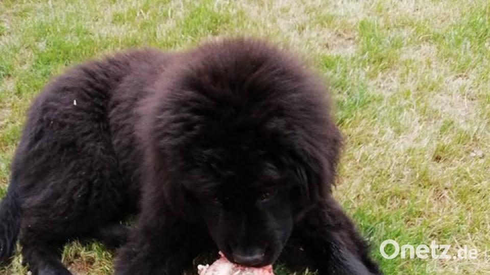 Tag des Hundes Martin Poerschke