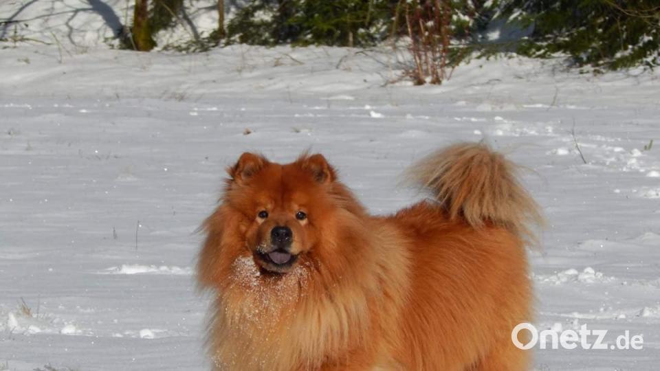 Tag des Hundes Sebastian Weiss