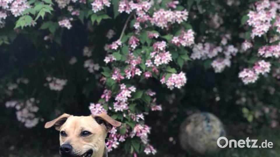 Tag des Hundes Lukas Mi