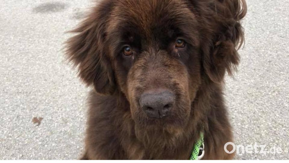 Tag des Hundes Ela Heinisch