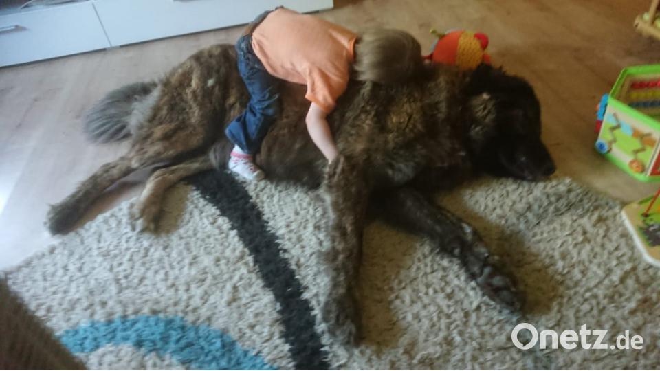 Tag des Hundes Daniela Prandl