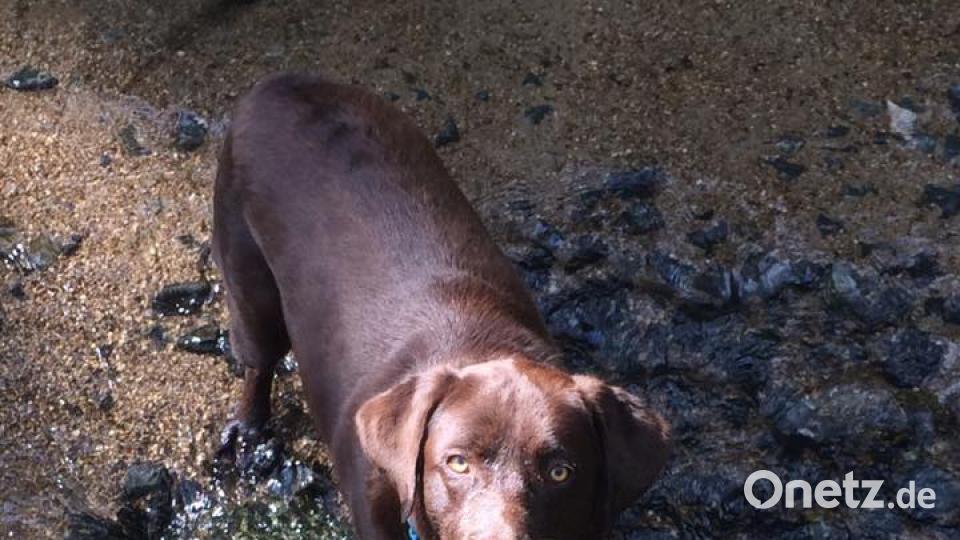 Tag des Hundes Sabrina Schultes