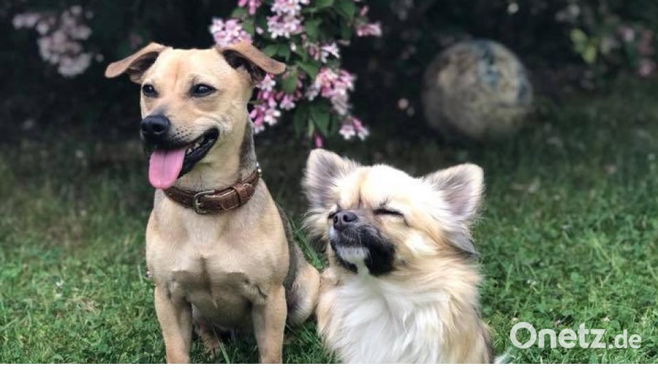 Tag des Hundes Lukas Mi