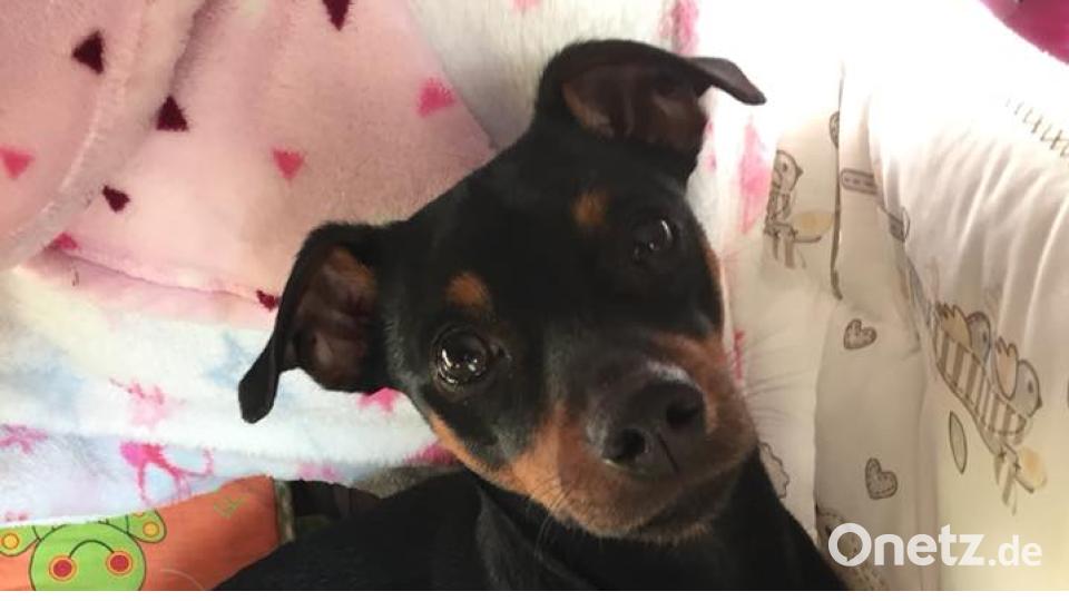 Tag des Hundes Anja Michael