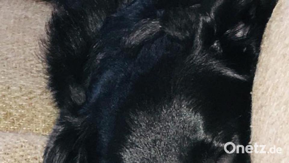 Tag des Hundes Corinna Hess