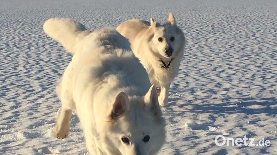 Tag des Hundes Nadia Tamke