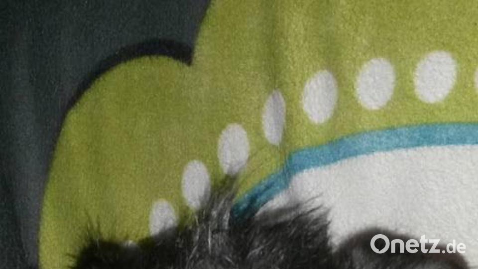 Tag des Hundes Katja Müller