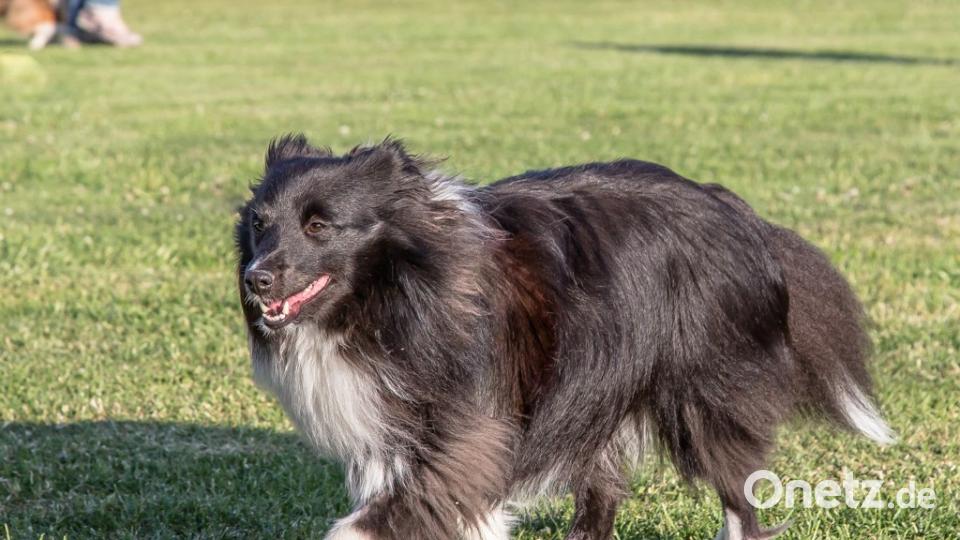 Tag des Hundes Reinhold B