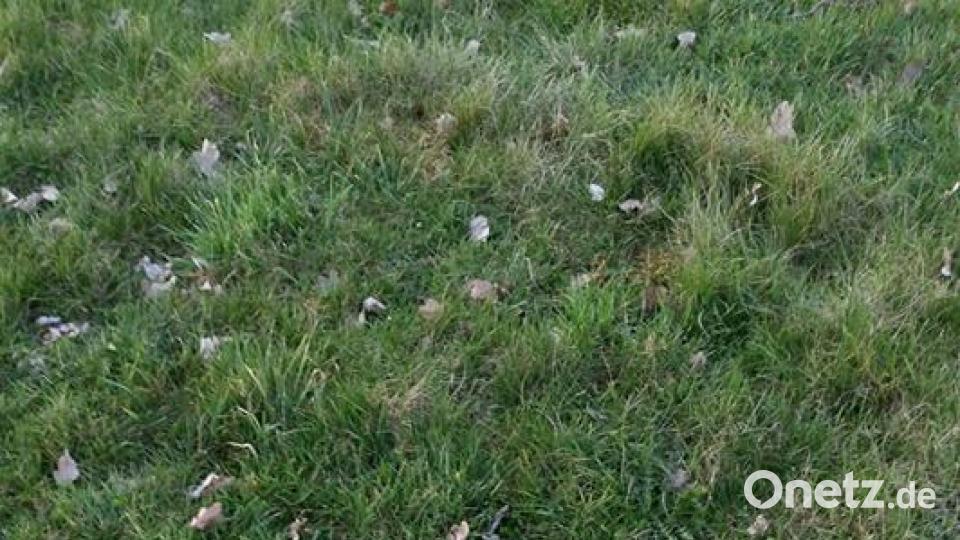 Tag des Hundes Nicole Hauer