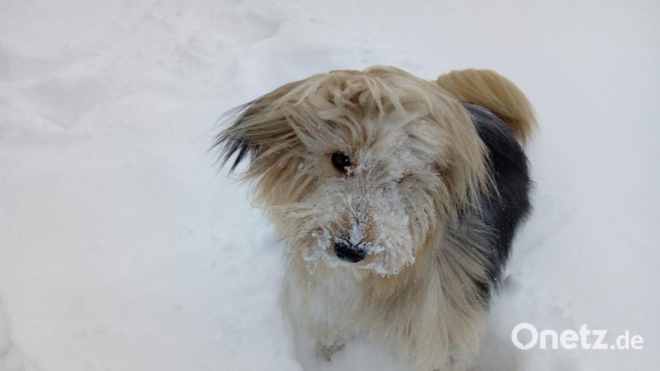 Tag des Hundes Jule Schröter