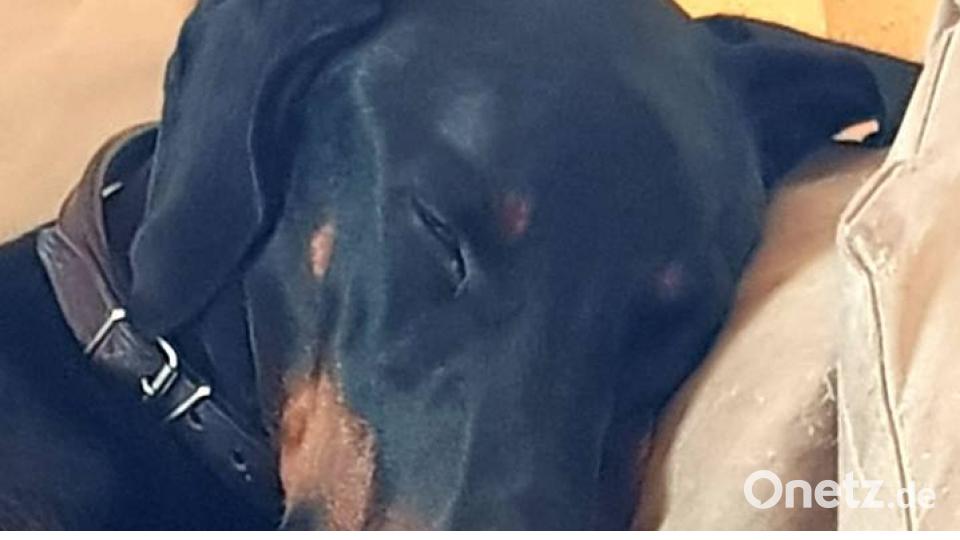 Tag des Hundes Carmen Zwack