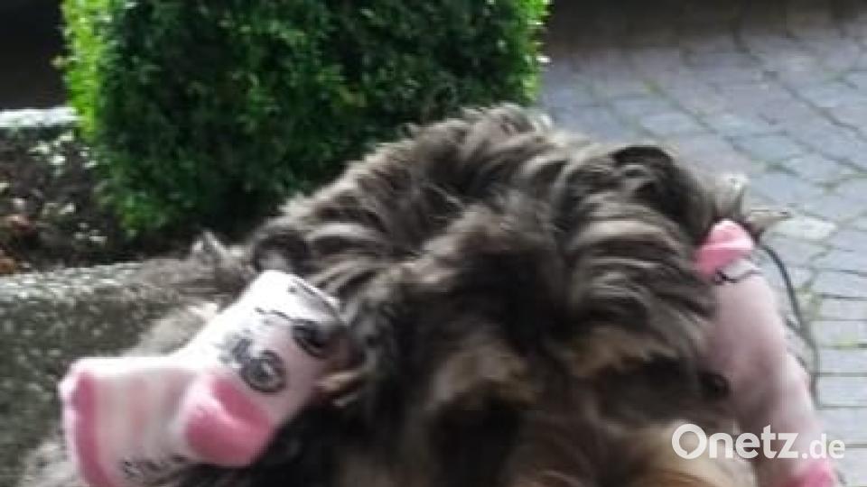 Tag des Hundes Marion Landgraf