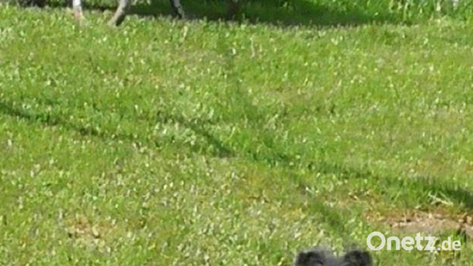 Tag des Hundes Andrea Feilhuber