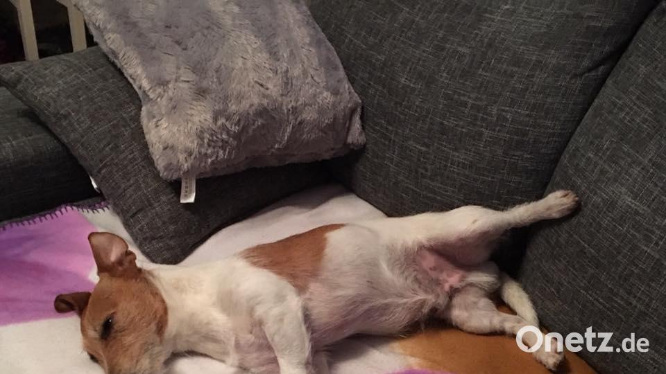 Tag des Hundes Nicole Schlicht