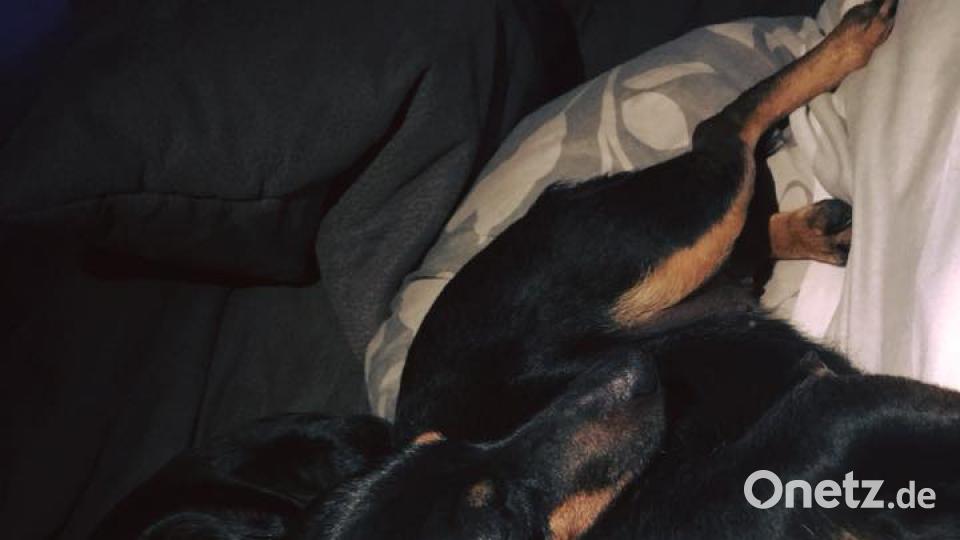 Tag des Hundes Lukas Günther