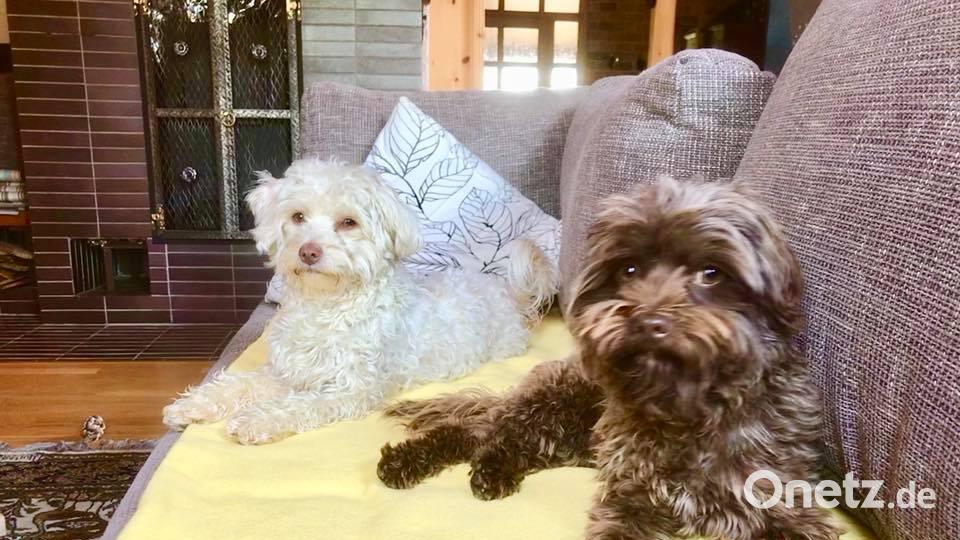 Tag des Hundes Mario Benz