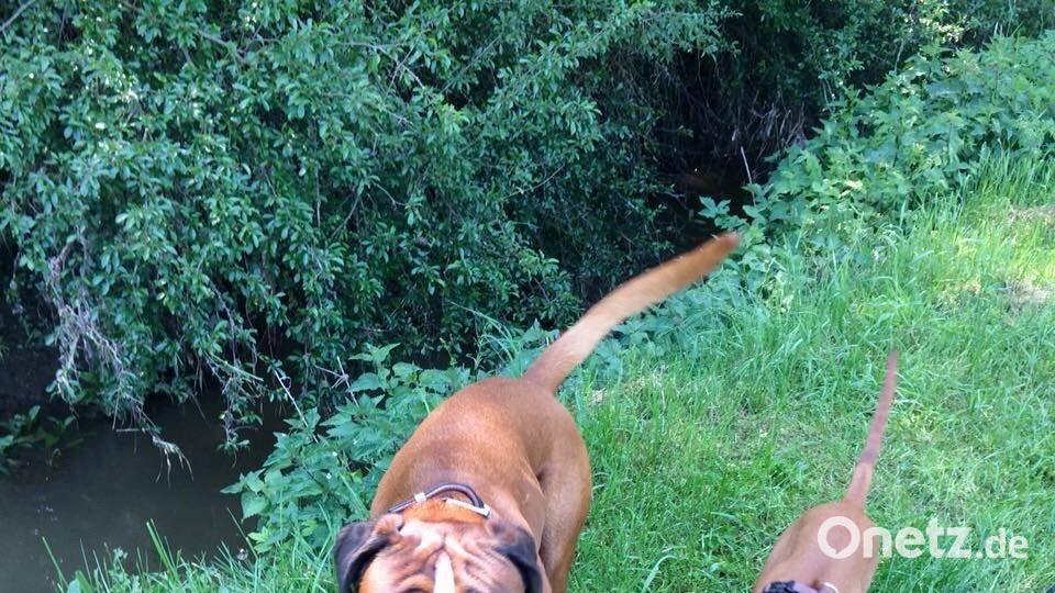 Tag des Hundes Michelle Chamczyk